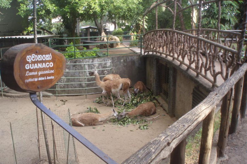 Sri Lanka, Colombo, Dehiwala Zoo